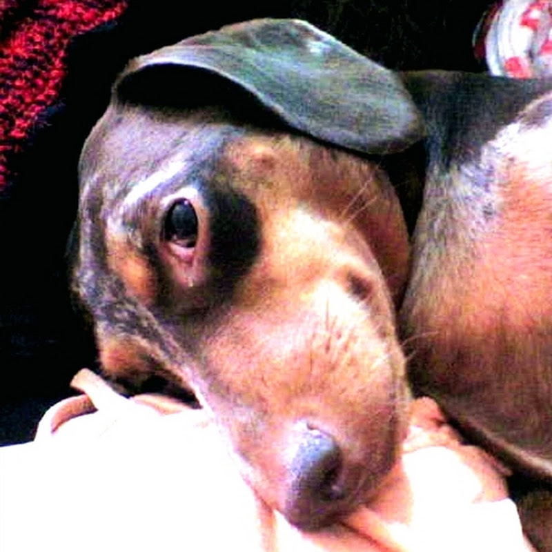 Что лучше одной таксы? Только три таксы! Logo