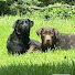 GQNrO6hNd7w-channel-avatar-Retriever Ridge