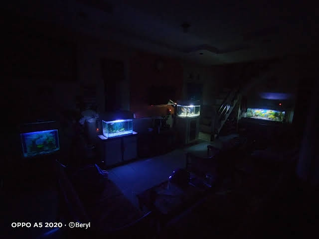 Makanan Ikan Channa Pulchra Agar Cepat Besar