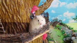 Заставка Ютуб-канала «The Secret Life of my Hamster»