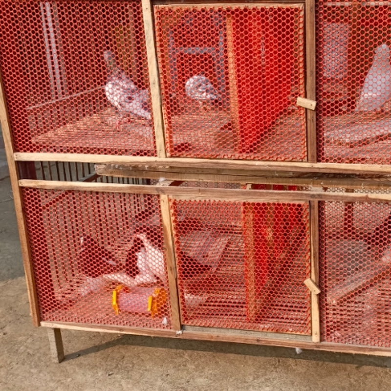Alamgir Pigeon Loft
