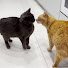 1xHnR7EaDRI-channel-avatar-Ginger Cat & Grey Cat