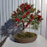 1-Hdeux8rQw-channel-avatar-Aussie bonsai bloke