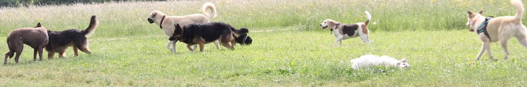 Mia&MeDogTV - Hundeerziehung mit Herz यूट्यूब चैनल अवतार