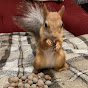 Squirrel_Masha logo