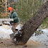 GuailerZkwY-channel-avatar-Tree Maineiac