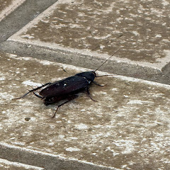 あいぬみんそくアイコン画像