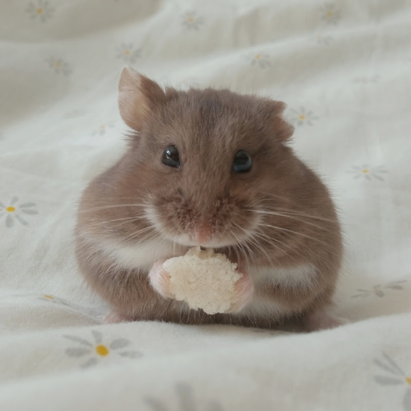 Fluffy Hamsters