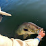 CRw9-45HlJs-channel-avatar-Gromy’s Fishing 