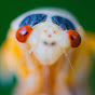 Privileged Bug Facts Avatar