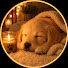 uzPIh8txkvE-channel-avatar-Snuggle Dog