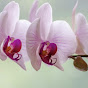 Orchid feel the life logo