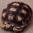Turtle tortoise gaming