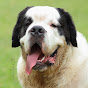 WILLY The Saint Bernard - @WILLYTheSaintBernard - Youtube