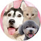 犬と猫の親バカ日記　ハスキー&トイプー&スコティッシュがランクイン中 YouTube急上昇ランキング 獲得レシオトップ100