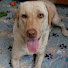 Xo8lziz_1iY-channel-avatar-Sheba The Labrador 