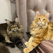 Max & Mayson Maine Coon