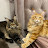 Max & Mayson Maine Coon