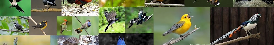 Birds Singing Avatar canale YouTube 