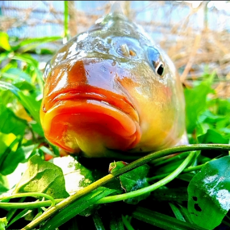 shepon Fishing Agro