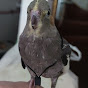 Cookie The Cockatiel logo