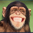 U3ChpYfPZ9E-channel-avatar-MonkeyKnitsNZ