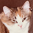 79D4Vi0d6zU-channel-avatar-Neko-Kitty Loves Fountain Pens 猫 ねこ