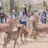 sj_5mqAwIaY-channel-avatar-Wania Shiza786 奈良鹿公園 日本 日本 