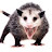 Sophisticated opossum 