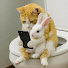 -ocbZWIGhzU-channel-avatar-Pets Dash