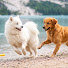 5XYvXTx3epc-channel-avatar-Anxiety Sleep For Dogs
