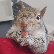 Lady the squirrel