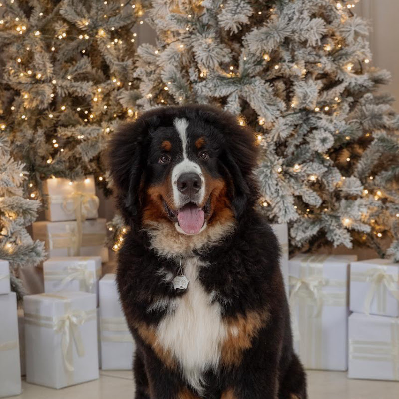 Hire Frisco the Bernese Dog  — Dog Training & Care YouTube creator for sponsorships