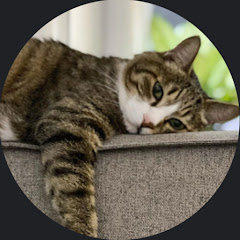 トラちゃんねる