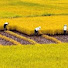 SaK4GU8z53M-channel-avatar-Golden rice ear