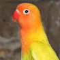 Parrots near us logo