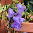 El8Pud9xOCE-channel-avatar-Bobbin and Bellflower