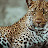 Leopardess