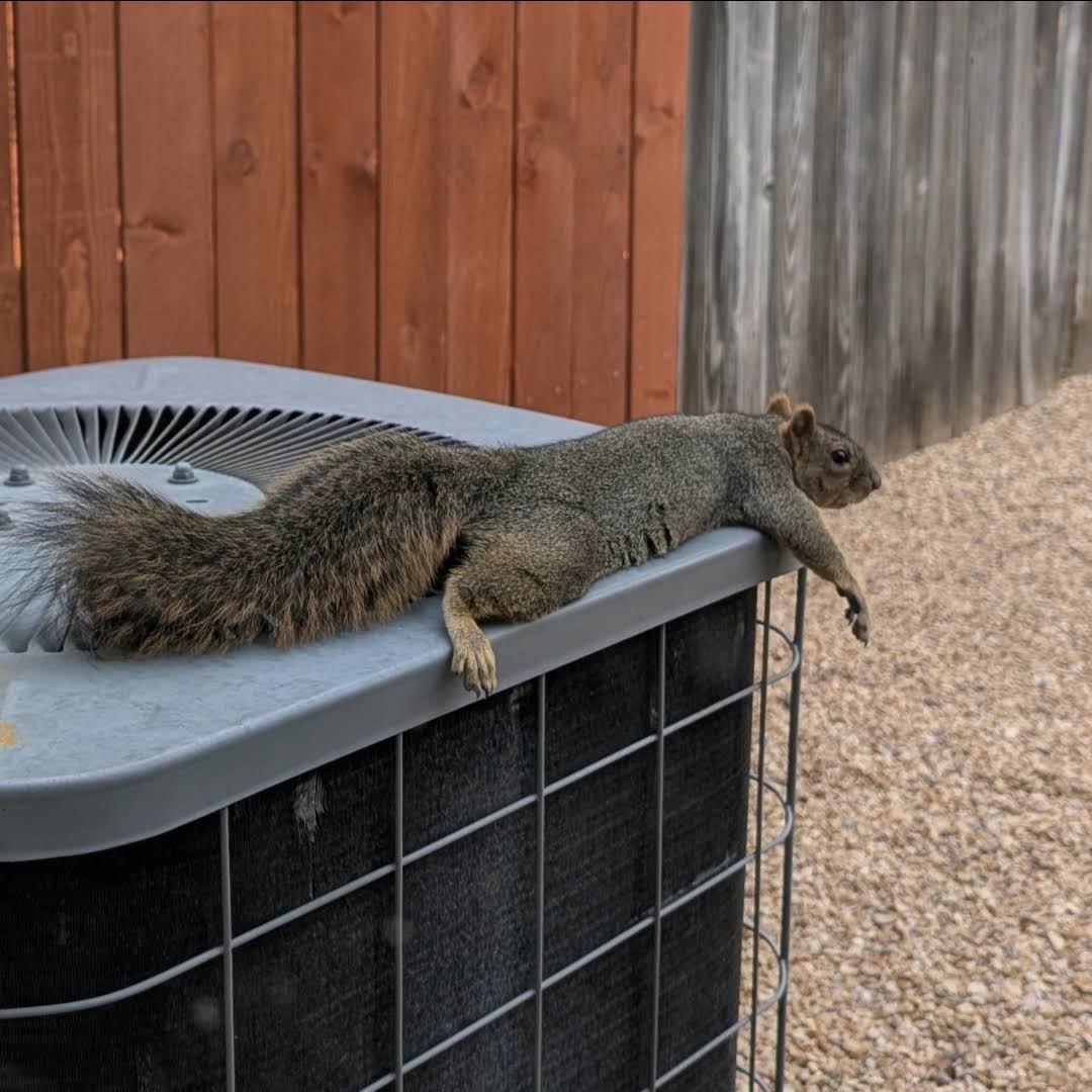 Post from Squirrels at the window