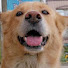 D70sVWWmh60-channel-avatar-萌犬物語