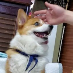 実家の犬アイコン画像