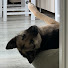 ve6ojpqIMgg-channel-avatar-保護犬Tommyと海外生活