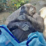 v2P_ENNSnUU-channel-avatar-Gorilla Forest / ゴリラのいえ