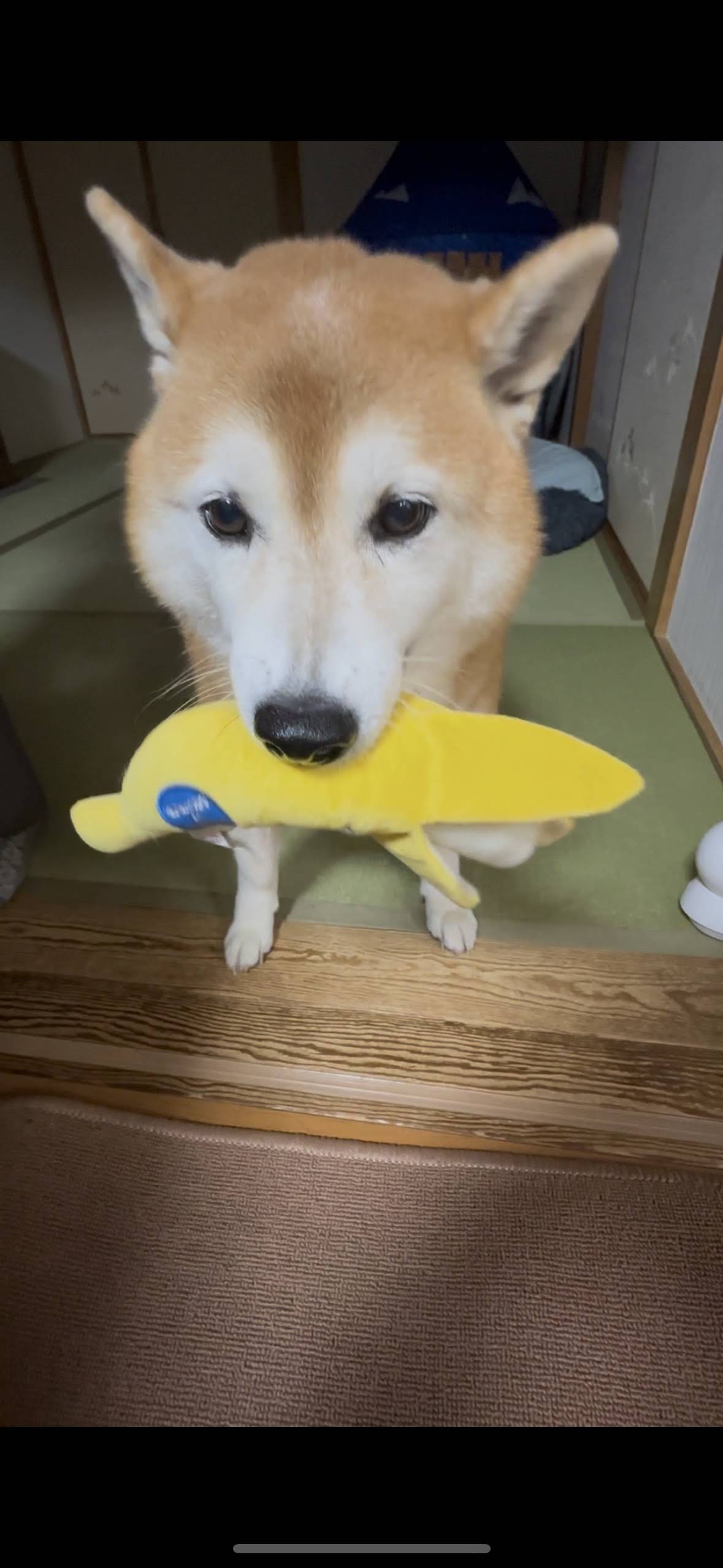やわらかひよこ？くん　パンダさん　こいぬちゃん　ushihito　スクイーズ すみっコぐらしの「牛乳ひたしパン」スクイーズが登場