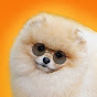 Pomeranian Kennel BINGO’VIT logo