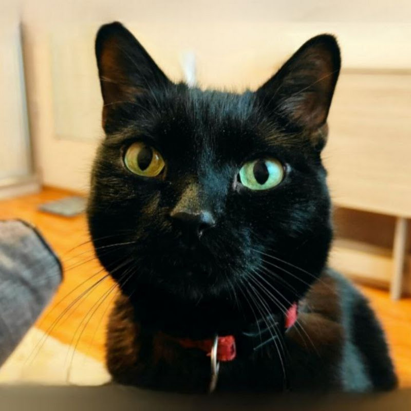 Котоварня | Мир зоопсихолога 