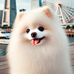 真っ白ポメのベイちゃんねる