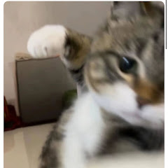 猫パンチ【話題の動画】