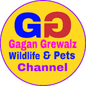 Gagan Grewalz Wildlife & Pets Channel