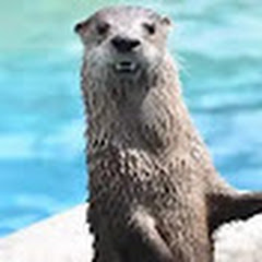 カピのゲームチャンネル